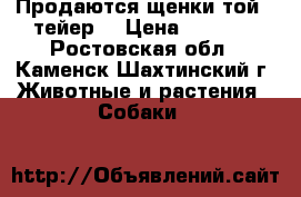 Продаются щенки той - тейер  › Цена ­ 5 000 - Ростовская обл., Каменск-Шахтинский г. Животные и растения » Собаки   